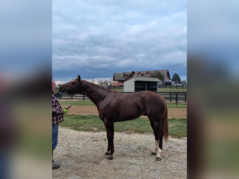 American Quarter Horse Hengst 3 Jaar 163 cm Roodvos in Montpelier