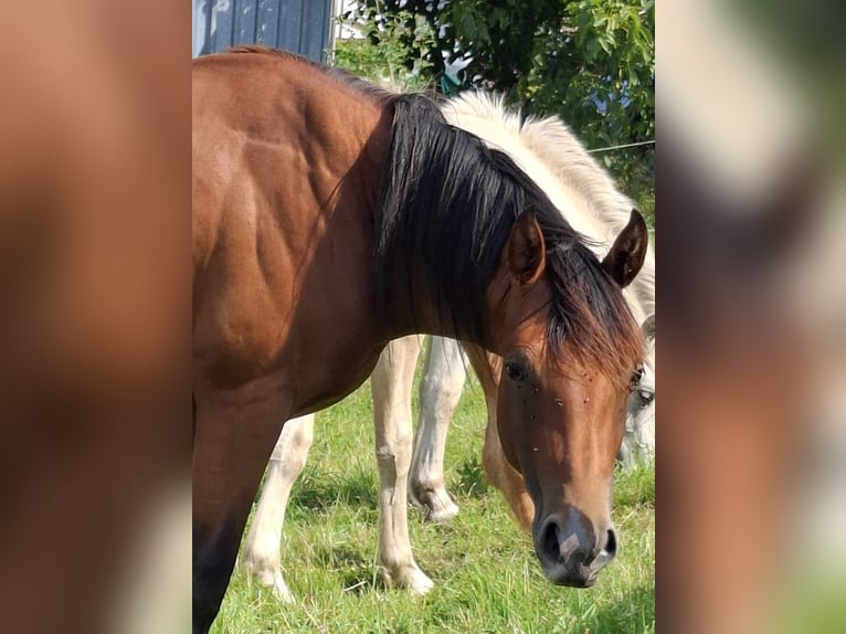 American Quarter Horse Hengst 3 Jaar Bruin in Frankfurt am Main