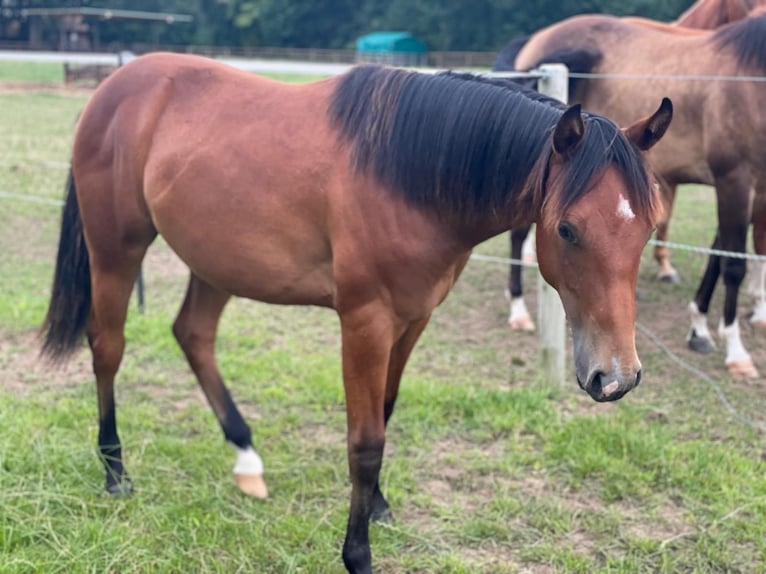 American Quarter Horse Hengst 3 Jaar Bruin in Frankfurt am Main