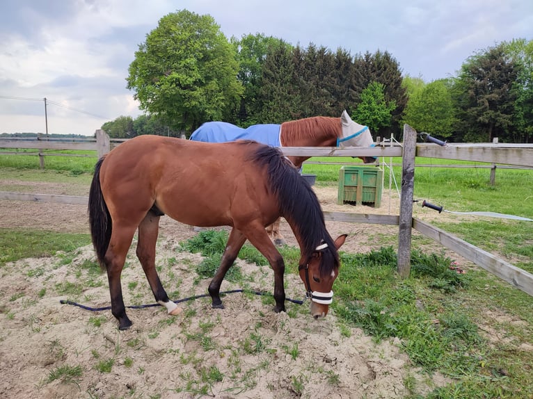 American Quarter Horse Hengst 3 Jaar Bruin in Frankfurt am Main