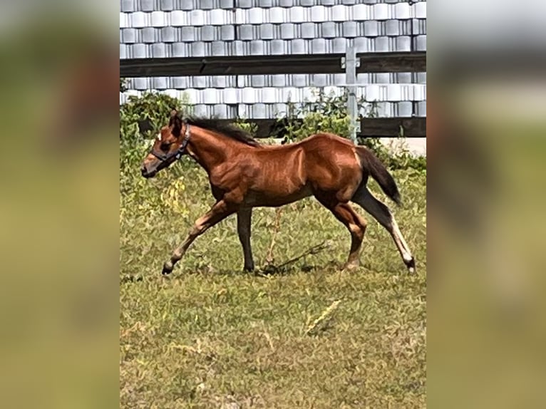 American Quarter Horse Hengst 3 Jaar Bruin in Frankfurt am Main