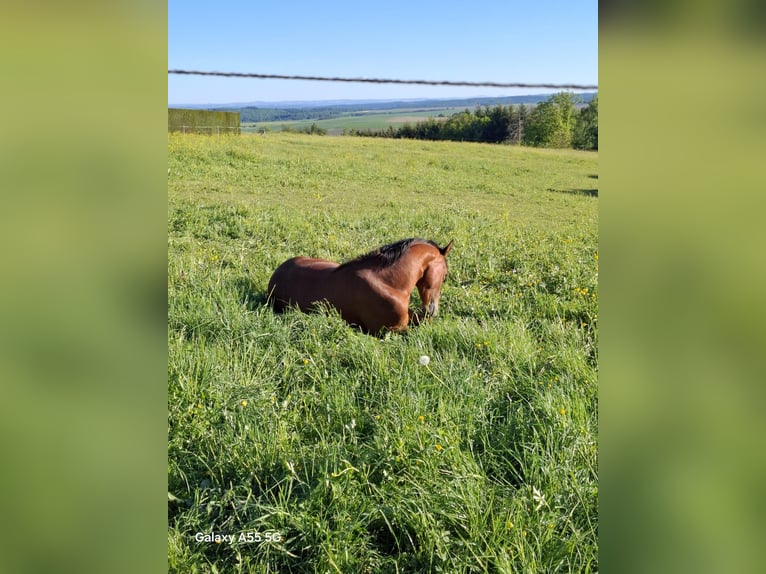 American Quarter Horse Hengst 3 Jaar Bruin in Frankfurt am Main