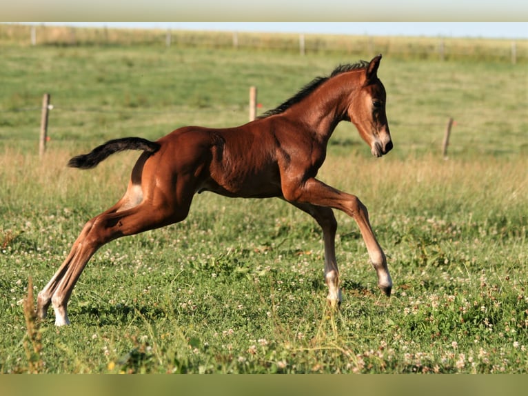 American Quarter Horse Hengst 3 Jaar Bruin in Biberach an der Riß