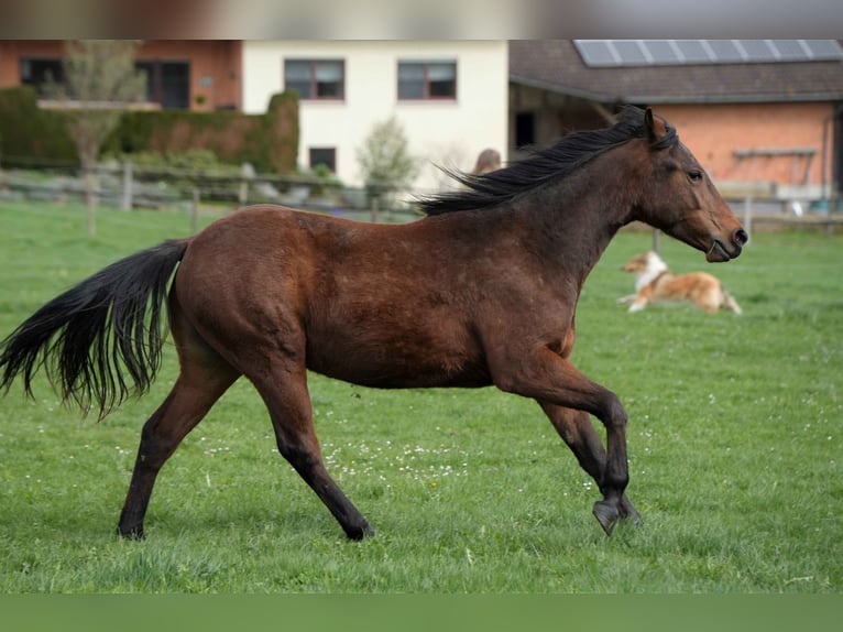 American Quarter Horse Hengst 3 Jaar Bruin in Biberach an der Riß