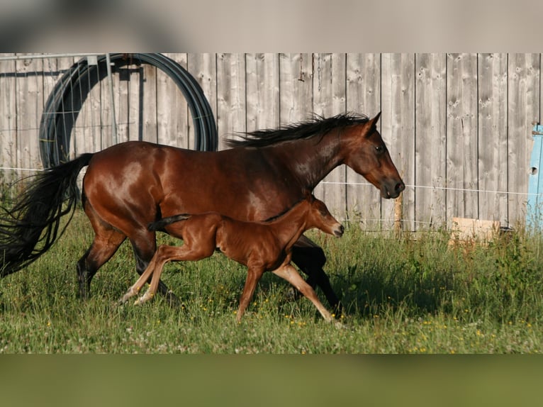 American Quarter Horse Hengst 3 Jaar Bruin in Biberach an der Riß