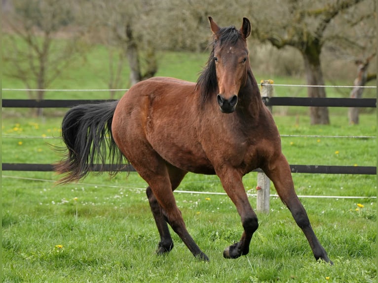 American Quarter Horse Hengst 3 Jaar Bruin in Biberach an der Riß