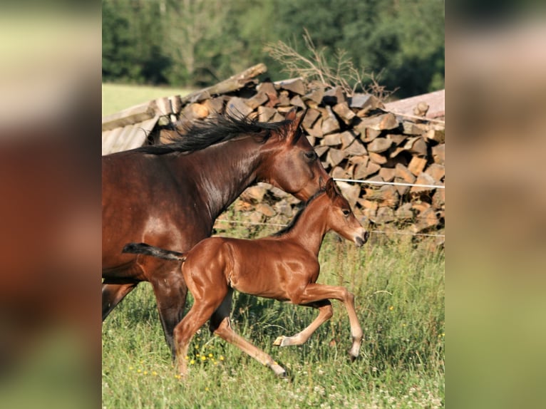 American Quarter Horse Hengst 3 Jaar Bruin in Biberach an der Riß