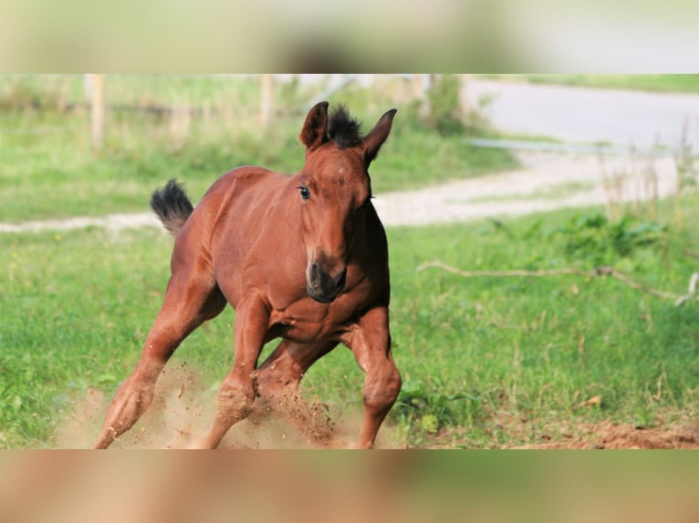 American Quarter Horse Hengst 3 Jaar Bruin in Biberach an der Riß