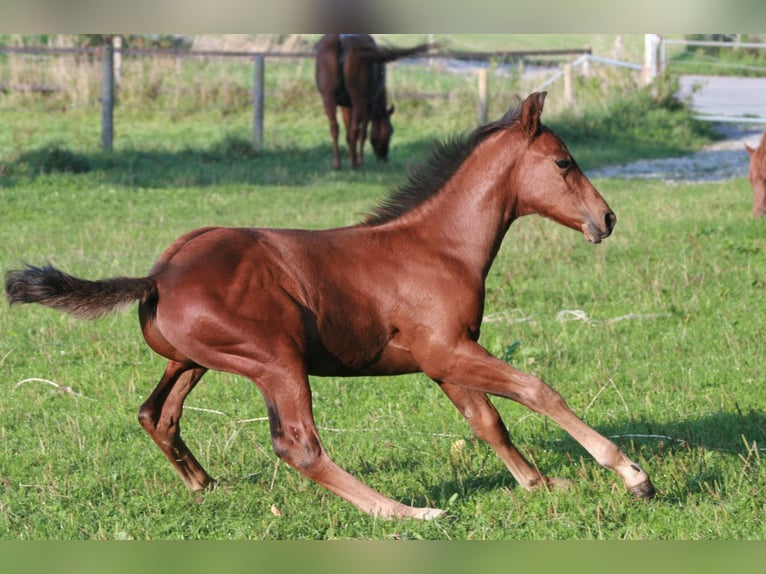 American Quarter Horse Hengst 3 Jaar Bruin in Biberach an der Riß