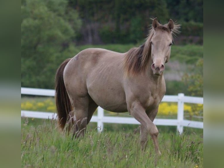 American Quarter Horse Hengst 3 Jaar Champagne in Frankfurt