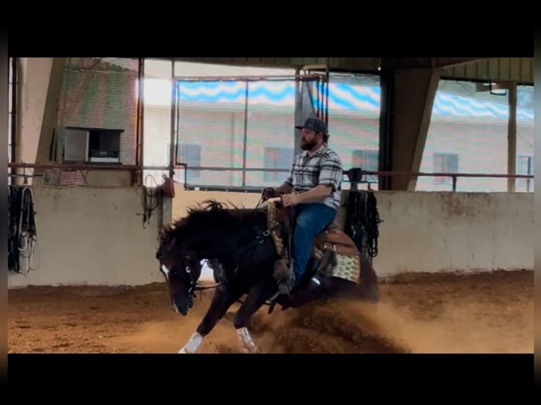 American Quarter Horse Hengst 3 Jaar Donkere-vos in Gainesville
