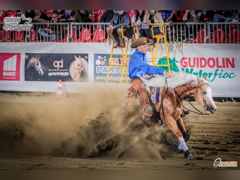 American Quarter Horse Hengst 3 Jaar Donkere-vos in Wiener Neustadt