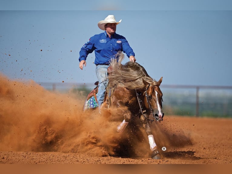 American Quarter Horse Hengst 3 Jaar Donkere-vos in Wiener Neustadt