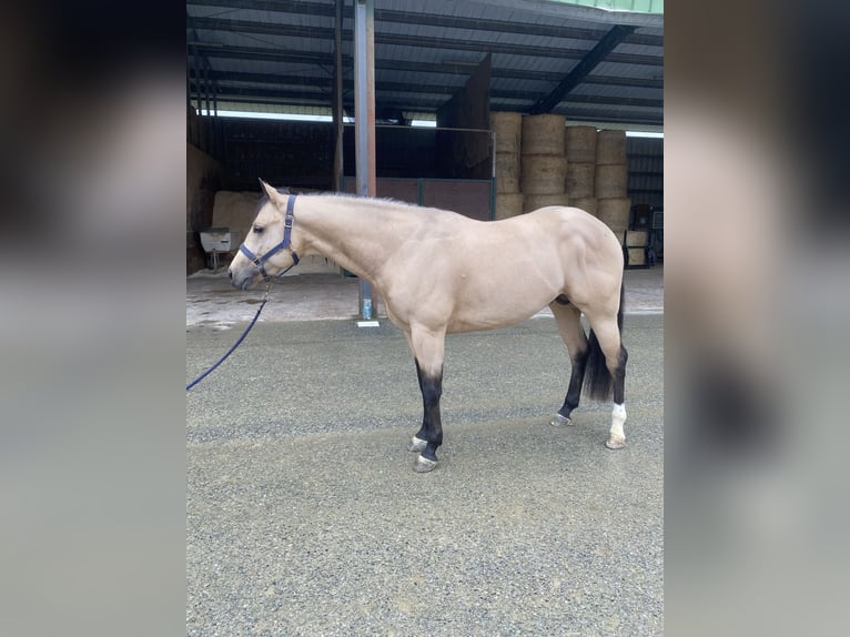 American Quarter Horse Hengst 3 Jaar Lichtbruin in Caluso