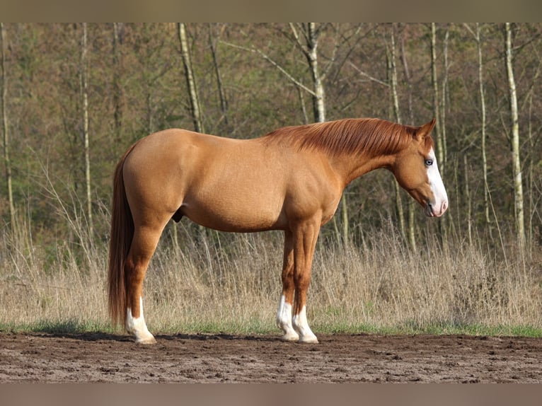 American Quarter Horse Hengst 3 Jaar Red Dun in Bell