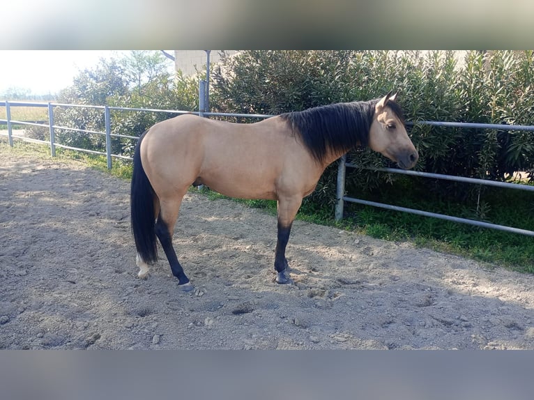 American Quarter Horse Hengst 3 Jaar in Loranze&#39;