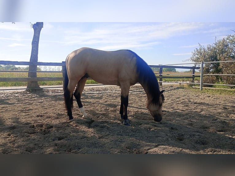 American Quarter Horse Hengst 3 Jaar in Loranze&#39;