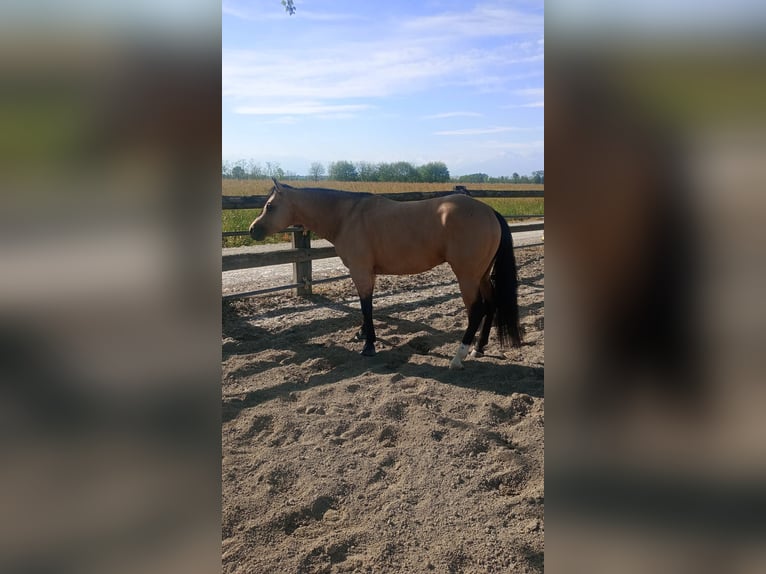 American Quarter Horse Hengst 3 Jaar in Loranze&#39;