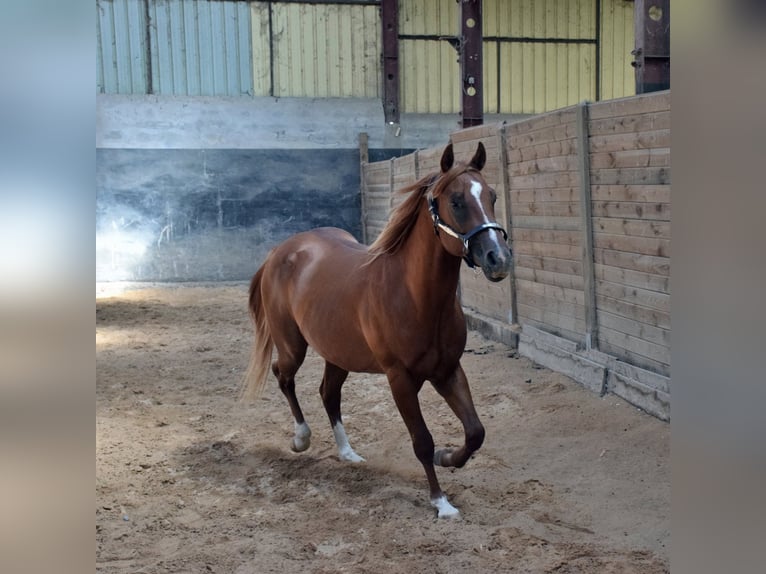 American Quarter Horse Hengst 3 Jaar Vos in Petit-Tenquin