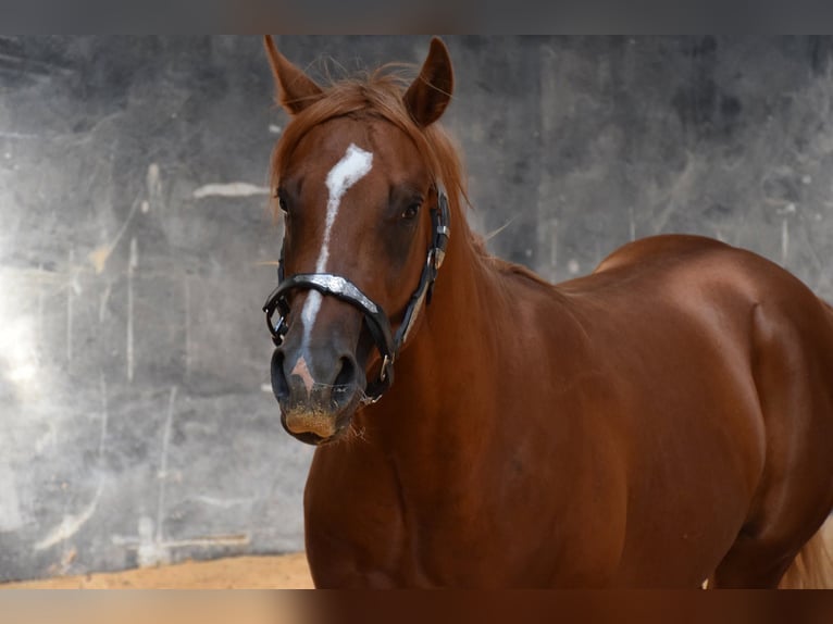 American Quarter Horse Hengst 3 Jaar Vos in Petit-Tenquin