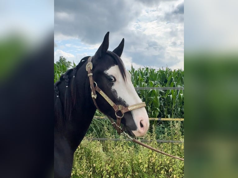 American Quarter Horse Hengst 3 Jahre 139 cm Rappe in Barneveld