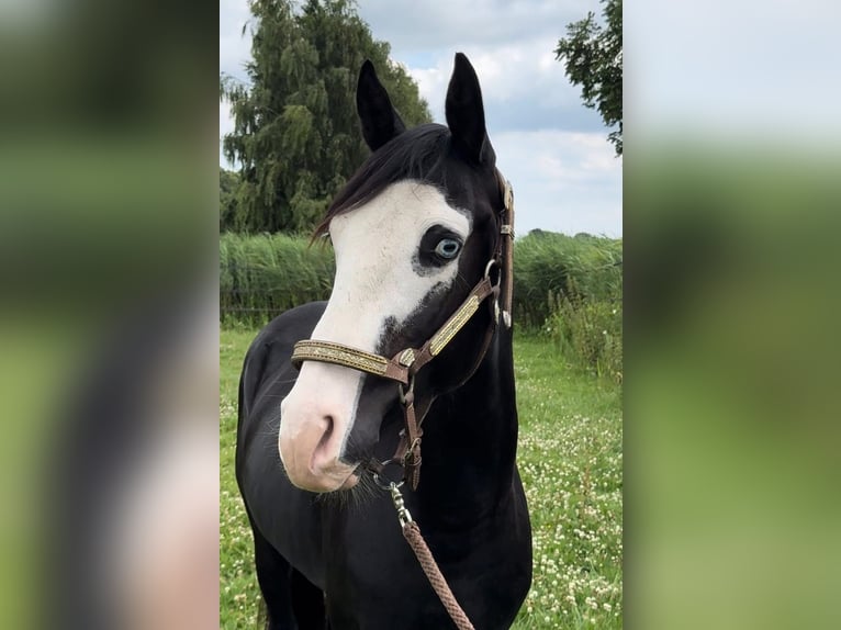 American Quarter Horse Hengst 3 Jahre 139 cm Rappe in Barneveld