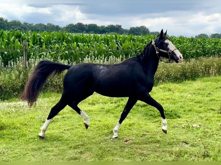 American Quarter Horse Hengst 3 Jahre 139 cm Rappe in Barneveld