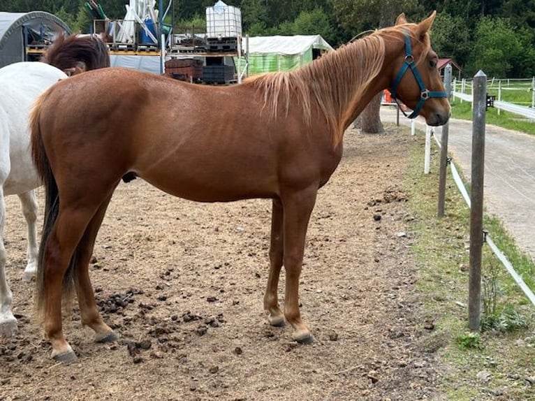 American Quarter Horse Hengst 3 Jahre 140 cm Fuchs in Fichtelberg
