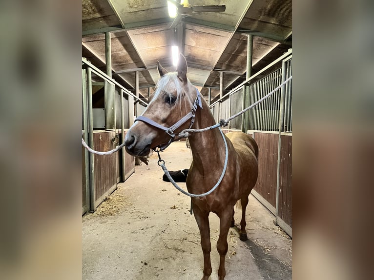 American Quarter Horse Hengst 3 Jahre 141 cm Palomino in Modena