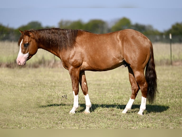 American Quarter Horse Hengst 3 Jahre 142 cm Falbe in Waco, TX