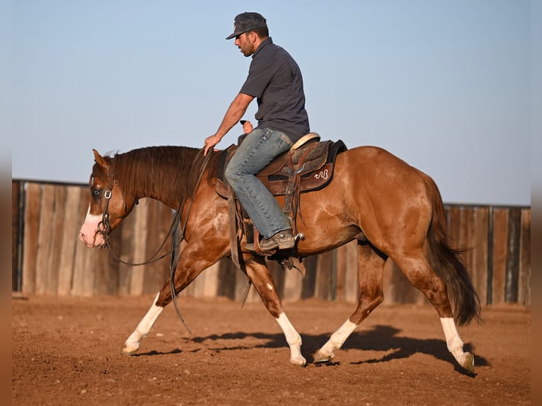 American Quarter Horse Hengst 3 Jahre 142 cm Falbe in Waco, TX