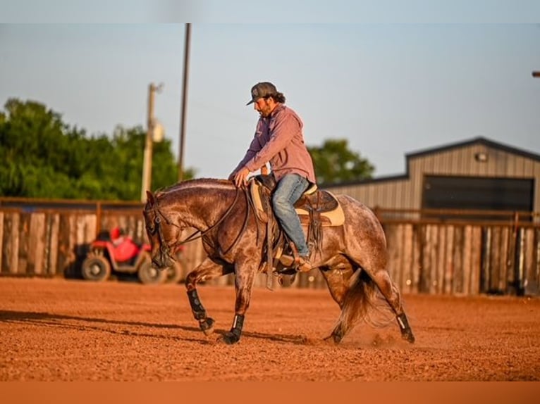 American Quarter Horse Hengst 3 Jahre 142 cm Roan-Red in Waco