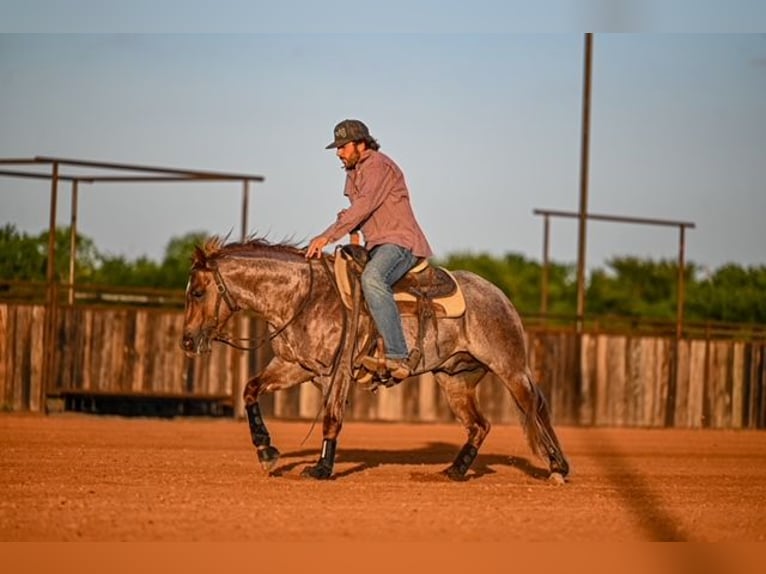 American Quarter Horse Hengst 3 Jahre 142 cm Roan-Red in Waco