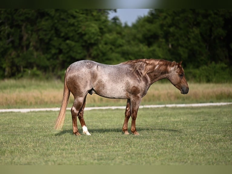 American Quarter Horse Hengst 3 Jahre 142 cm Roan-Red in Waco