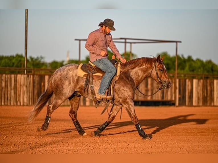 American Quarter Horse Hengst 3 Jahre 142 cm Roan-Red in Waco
