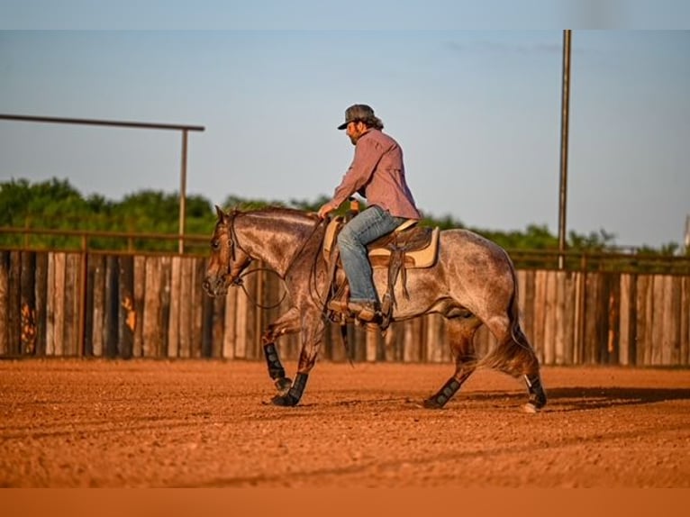 American Quarter Horse Hengst 3 Jahre 142 cm Roan-Red in Waco