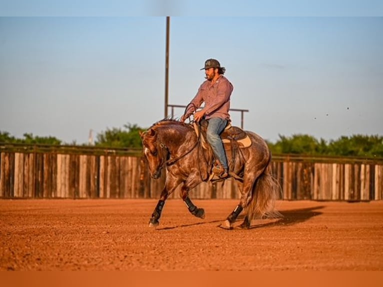 American Quarter Horse Hengst 3 Jahre 142 cm Roan-Red in Waco