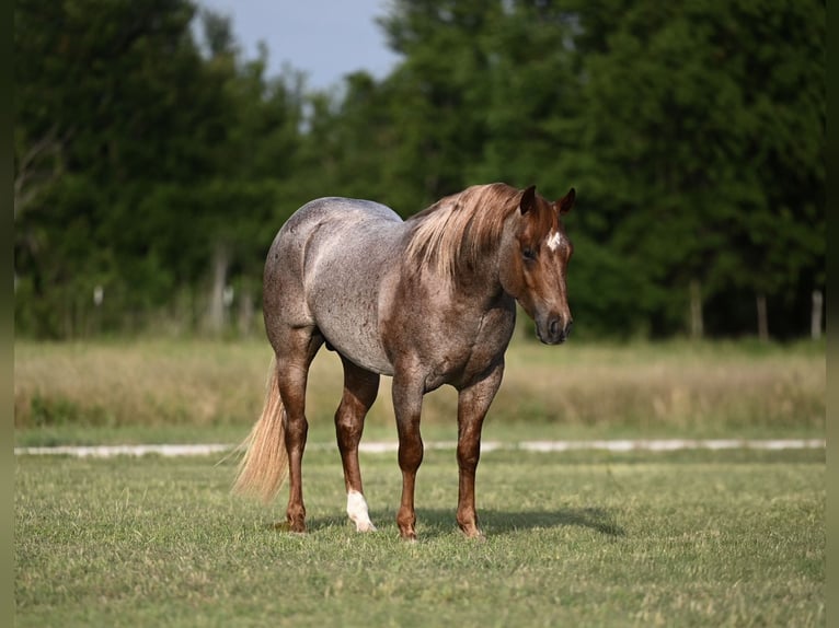 American Quarter Horse Hengst 3 Jahre 142 cm Roan-Red in Waco