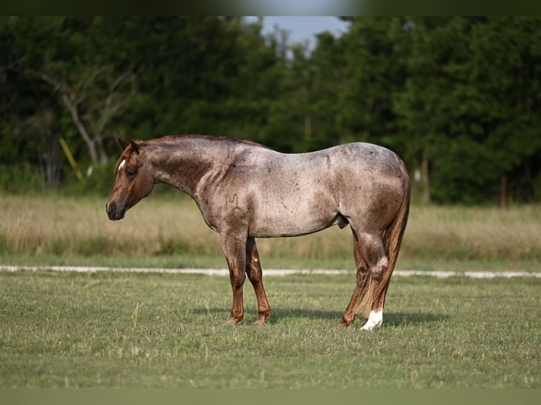 American Quarter Horse Hengst 3 Jahre 142 cm Roan-Red in Waco