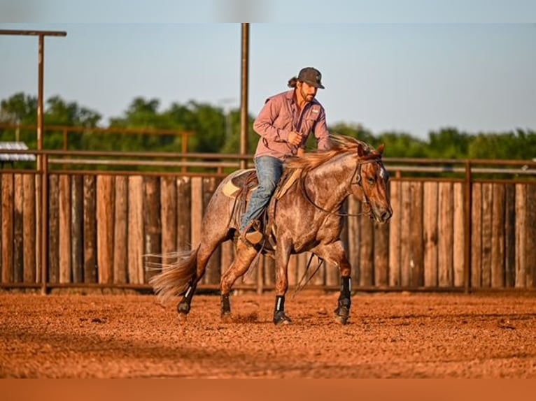 American Quarter Horse Hengst 3 Jahre 142 cm Roan-Red in Waco