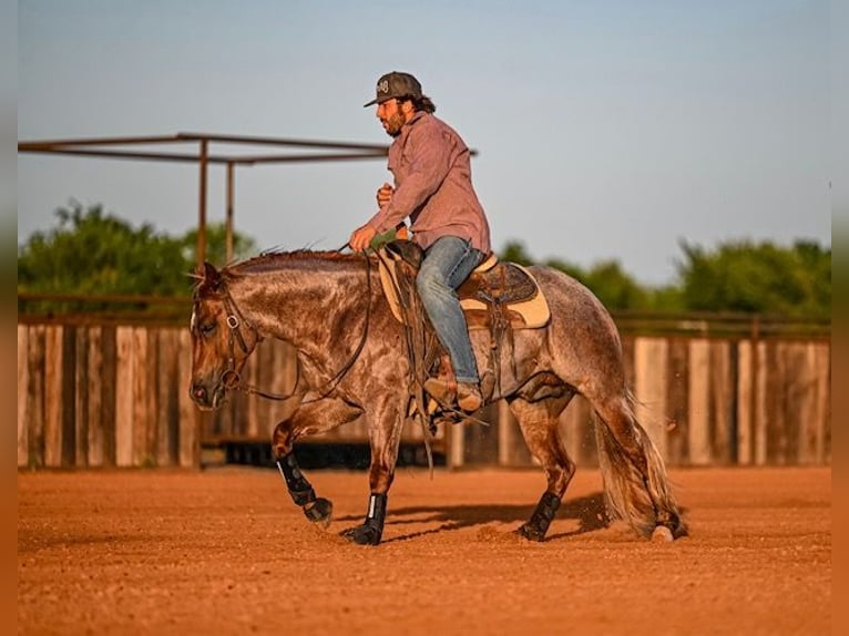 American Quarter Horse Hengst 3 Jahre 142 cm Roan-Red in Waco