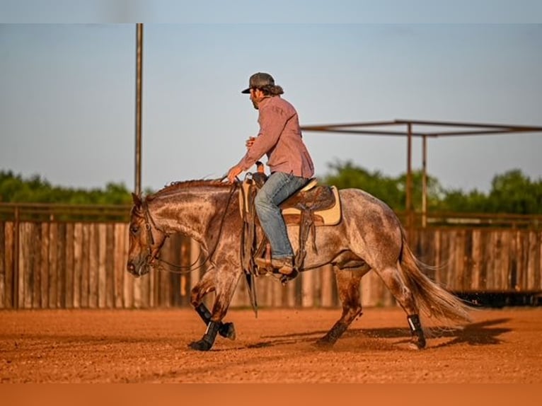American Quarter Horse Hengst 3 Jahre 142 cm Roan-Red in Waco