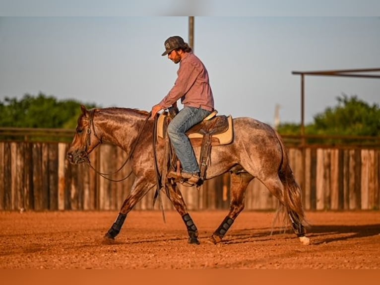American Quarter Horse Hengst 3 Jahre 142 cm Roan-Red in Waco