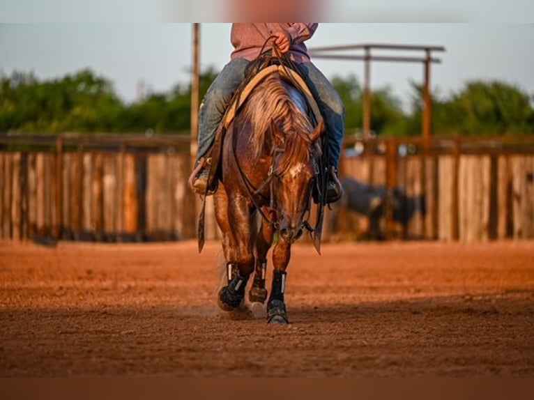 American Quarter Horse Hengst 3 Jahre 142 cm Roan-Red in Waco