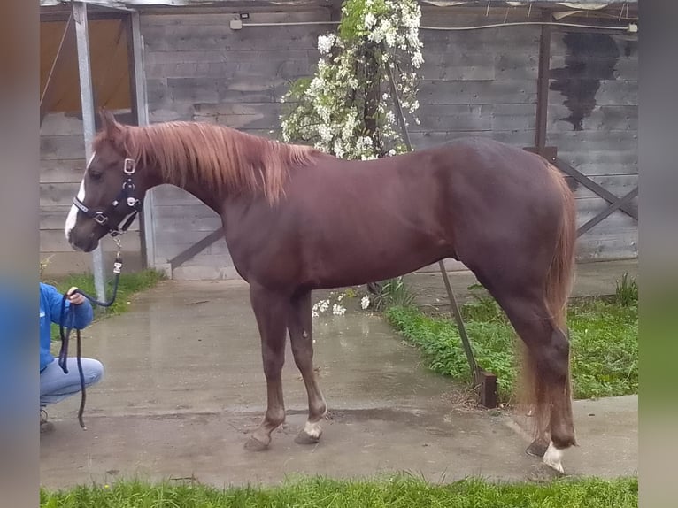 American Quarter Horse Hengst 3 Jahre 143 cm Fuchs in fidenza