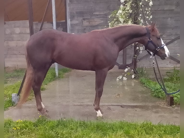 American Quarter Horse Hengst 3 Jahre 143 cm Fuchs in fidenza