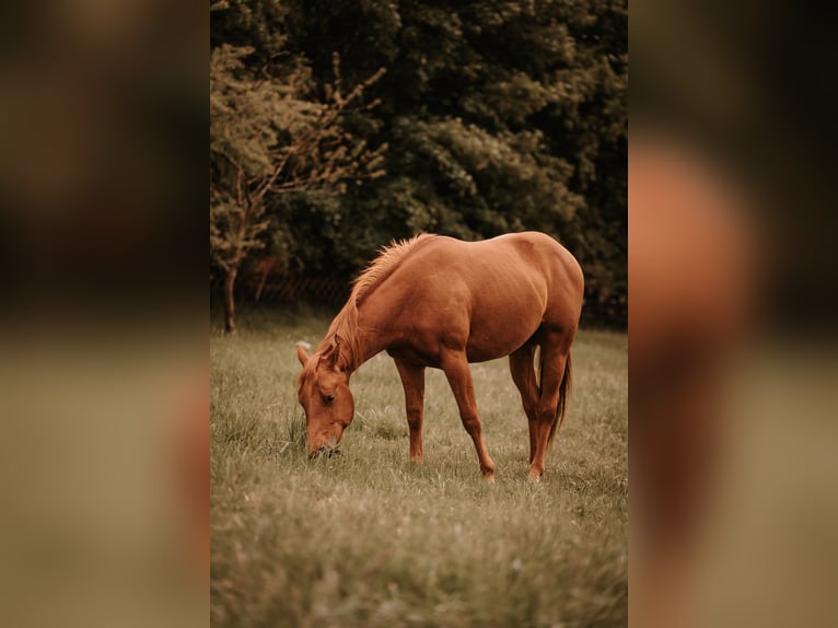 American Quarter Horse Hengst 3 Jahre 144 cm Fuchs in Bresegard bei Eldena