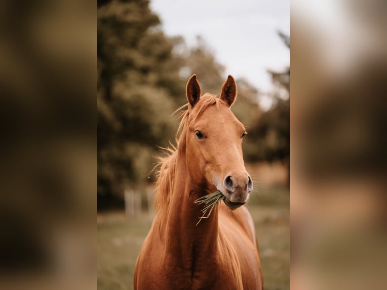 American Quarter Horse Hengst 3 Jahre 144 cm Fuchs in Bresegard bei Eldena