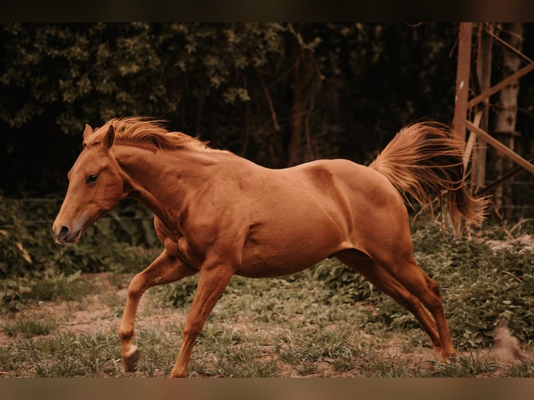 American Quarter Horse Hengst 3 Jahre 144 cm Fuchs in Bresegard bei Eldena