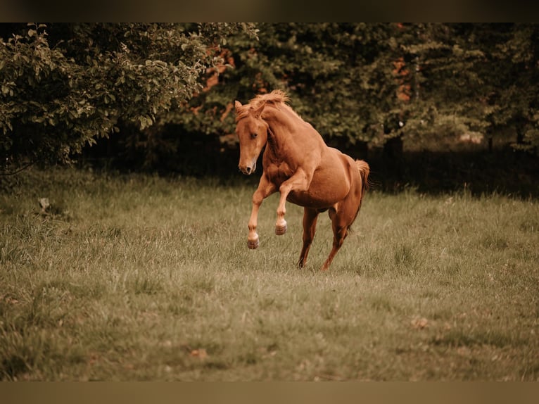 American Quarter Horse Hengst 3 Jahre 144 cm Fuchs in Bresegard bei Eldena